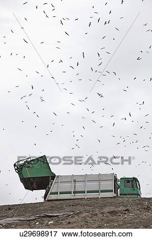 Stock Photo - Birds circling garbage collection center. Fotosearch