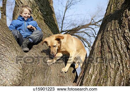 Stock Image - Boy and dog climbing tree together. Fotosearch