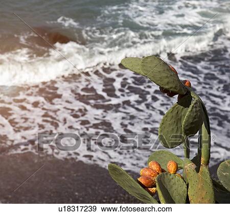 Cactus plant growing on beach View Large Photo Image Stock Photo - Cactus plant growing on beach. Fotosearch