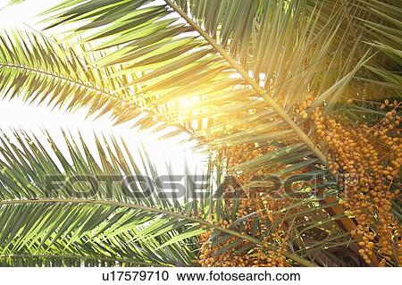 Stock Image - Close up of berries and palm leaves. Fotosearch