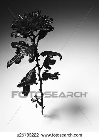 Close up of blackened flower View Large Photo Image Stock Image - Close up of blackened flower. Fotosearch