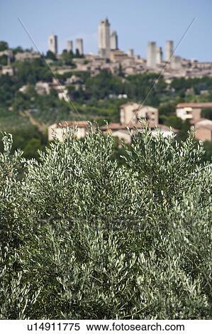 Stock Photography - Close up of bush in rural landscape. Fotosearch