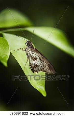 Close up of butterfly on leaf View Large Photo Image Stock Image - Close up of butterfly on leaf. Fotosearch
