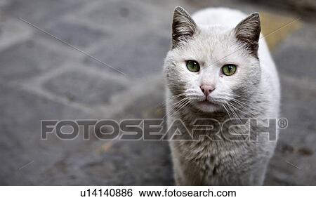 Stock Photograph - Close up of cat on cobbled sidewalk. Fotosearch