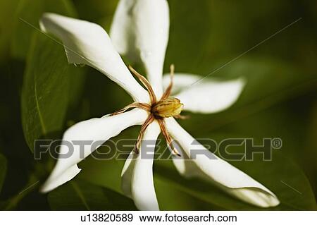 Close up of center of white flower View Large Photo Image Stock Photo - Close up of center of white flower. Fotosearch