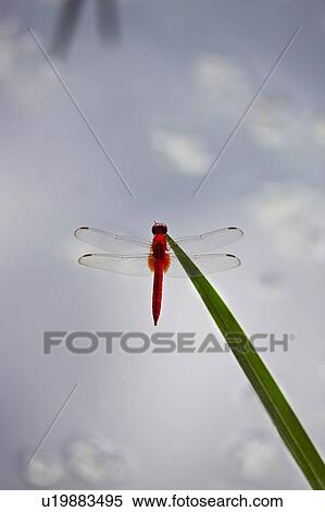 Close up of dragonfly on stalk View Large Photo Image Stock Photography - Close up of dragonfly on stalk. Fotosearch