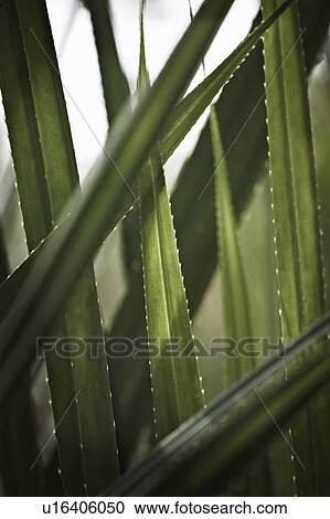 Stock Image - Close up of green stalks. Fotosearch