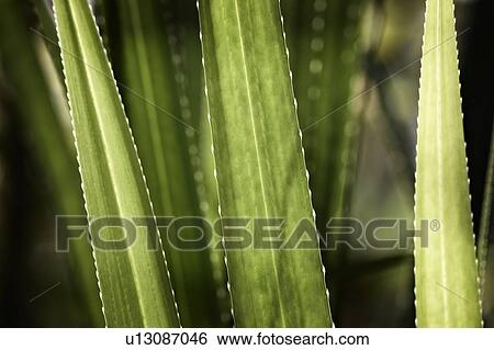 Stock Photograph - Close up of green stalks. Fotosearch