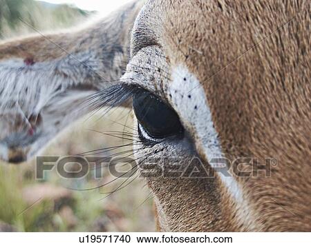 Stock Image - Close up of impalas eye. Fotosearch