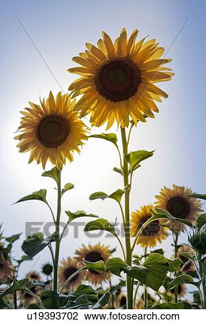 Close up of sunflowers in field View Large Photo Image Stock Image - Close up of sunflowers in field. Fotosearch