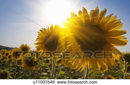 Close up of sunflowers in field View Large Photo Image Stock Photo - Close up of sunflowers in field. Fotosearch