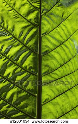 Picture - Close up of veins in leaf. Fotosearch