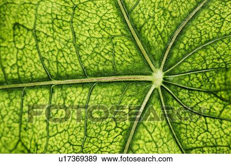 Stock Photo - Close up of veins in leaf. Fotosearch