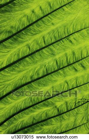 Close up of veins in leaf View Large Photo Image Stock Photography - Close up of veins in leaf. Fotosearch