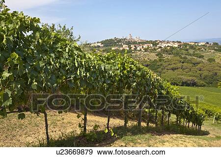 Close up of vines in vineyard View Large Photo Image Stock Photo - Close up of vines in vineyard. Fotosearch