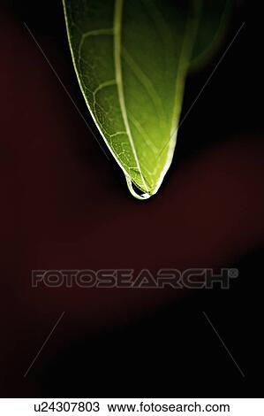 Stock Image - Close up of water droplet on leaf. Fotosearch