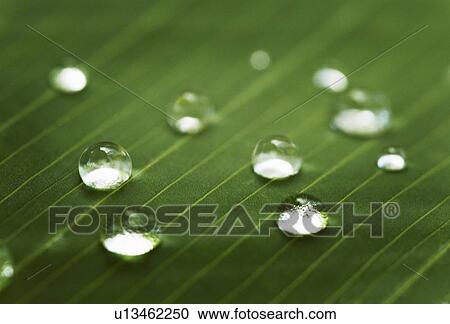 Stock Image - Close up of water droplets on leaf. Fotosearch