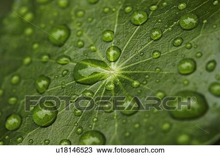Stock Image - Close up of water droplets on leaf. Fotosearch