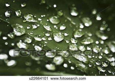 Close up of water droplets on leaf View Large Photo Image Stock Image - Close up of water droplets on leaf. Fotosearch