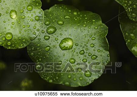 Close up of water droplets on leaf View Large Photo Image Stock Photography - Close up of water droplets on leaf. Fotosearch