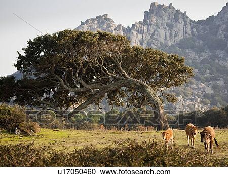 Curved tree growing in rural field View Large Photo Image Stock Image - Curved tree growing in rural field. Fotosearch