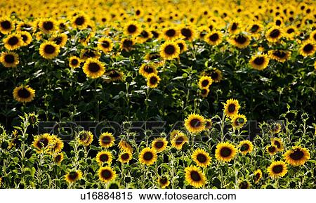 Field of sunflowers View Large Photo Image Stock Photography - Field of sunflowers. Fotosearch