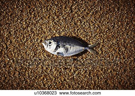 Fish laying on rocky beach View Large Photo Image Stock Image - Fish laying on rocky beach. Fotosearch