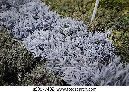 Stock Image - Fresh herbs for sale. Fotosearch