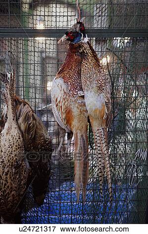 Hanging pheasant for sale View Large Photo Image Stock Photo - Hanging pheasant for sale. Fotosearch