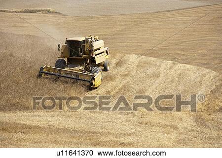 Stock Image - Harvester at work in crop fields. Fotosearch