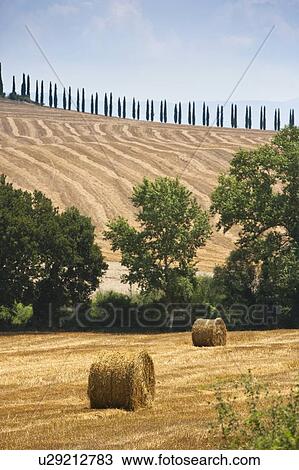 Stock Image - Hay bales in crop field. Fotosearch