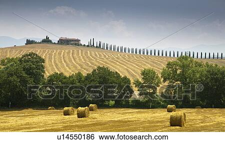 Hay bales in crop field View Large Photo Image Stock Photograph - Hay bales in crop field. Fotosearch