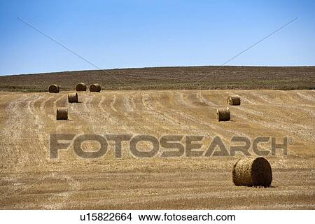 Hay bales in rural crop field View Large Photo Image Picture - Hay bales in rural crop field. Fotosearch