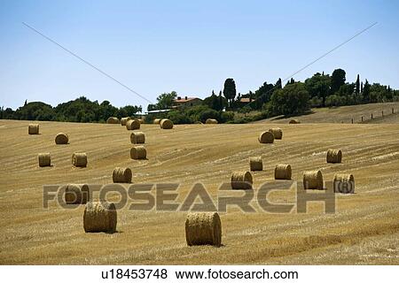 Hay bales in rural crop field View Large Photo Image Stock Photo - Hay bales in rural crop field. Fotosearch