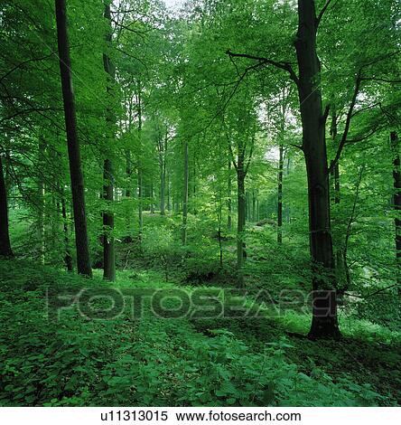 Stock Photography - Leafy undergrowth in forest. Fotosearch