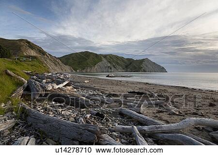 Logs and driftwood on sandy beach View Large Photo Image Stock Image - Logs and driftwood on sandy beach. Fotosearch