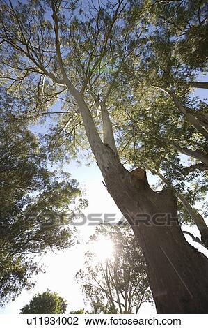 Stock Image - Low angle view of tree in forest. Fotosearch