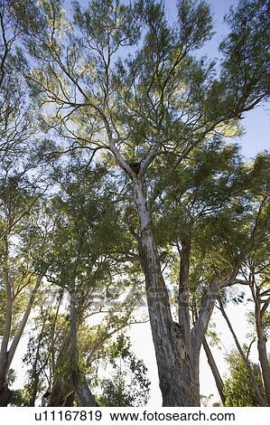 Low angle view of tree in forest View Large Photo Image Stock Photo - Low angle view of tree in forest. Fotosearch
