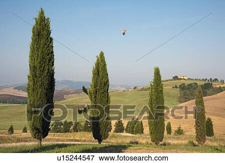 Manicured trees in rural landscape View Large Photo Image Stock Photo - Manicured trees in rural landscape. Fotosearch