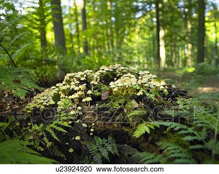 Stock Image - Mushrooms growing on log in forest. Fotosearch