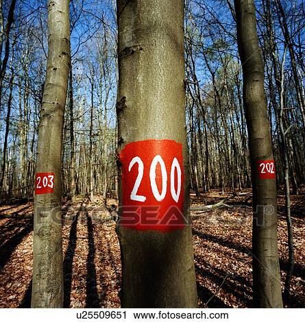 Painted numbers on trees in forest View Large Photo Image Stock Image - Painted numbers on trees in forest. Fotosearch