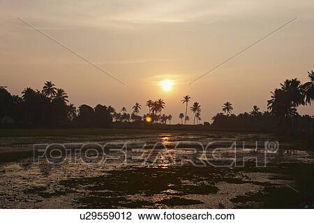 Stock Image - Palm trees in tropical swamp. Fotosearch