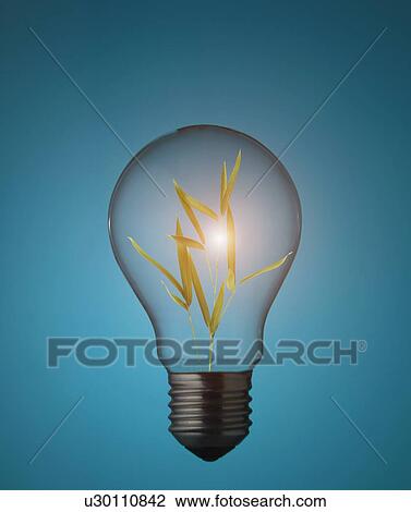 Plants growing in light bulb View Large Photo Image Stock Image - Plants growing in light bulb. Fotosearch