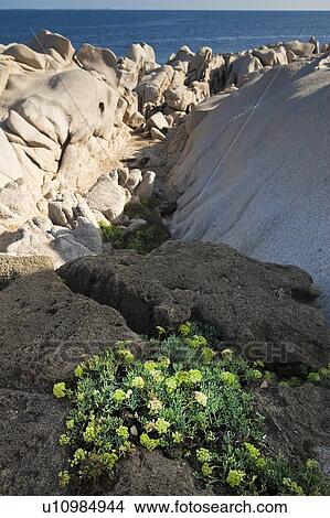 Plants growing in rock formations View Large Photo Image Picture - Plants growing in rock formations. Fotosearch