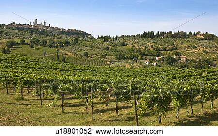Rows of grapes growing in vineyard View Large Photo Image Stock Image - Rows of grapes growing in vineyard. Fotosearch