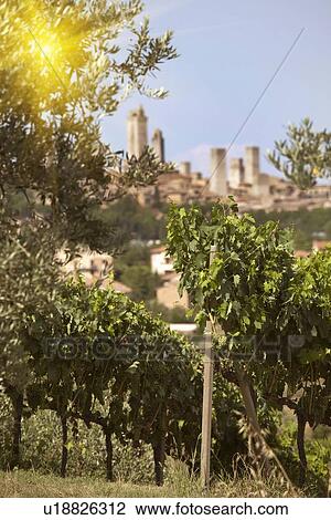 Stock Image - Rows of grapes growing in vineyard. Fotosearch