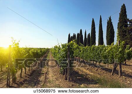 Rows of grapes growing in vineyard View Large Photo Image Stock Photography - Rows of grapes growing in vineyard. Fotosearch