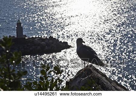 Stock Image - Seagull perched on coastline rock. Fotosearch