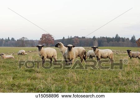 Sheep grazing in rural field View Large Photo Image Stock Photograph - Sheep grazing in rural field. Fotosearch