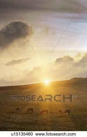 Sheep grazing on grassy hillside View Large Photo Image Stock Image - Sheep grazing on grassy hillside. Fotosearch